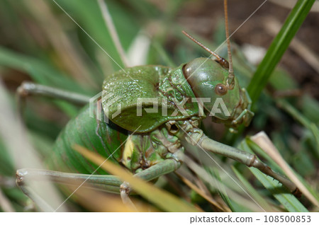 Grasshopper. Grasshopper. 108500853