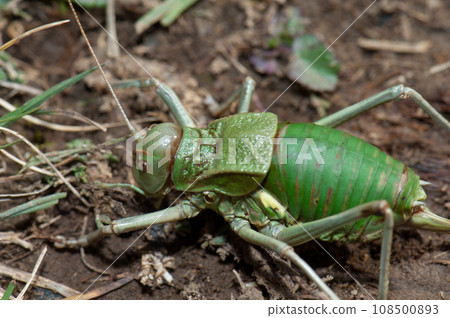 Grasshopper. 108500893