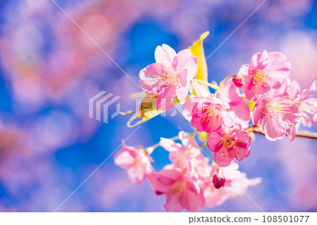 河津櫻花盛開 108501077