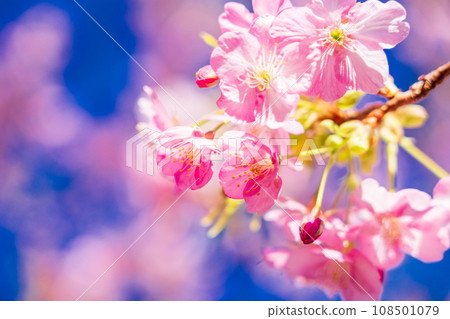 河津櫻花盛開 河津櫻花盛開 108501079