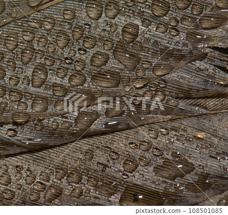 Detail of the song thrush plumage covered of dew drops. Detail of the song thrush plumage covered of dew drops. 108501085
