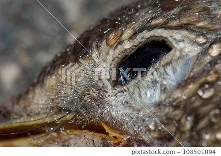 Detail of the song thrush eye covered of dew drops. 108501094