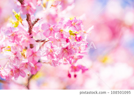 河津櫻花盛開 108501095