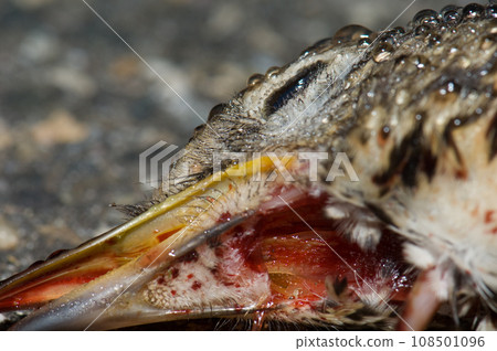 Detail of the song thrush head covered of dew drops and blood. Detail of the song thrush head covered of dew drops and blood. 108501096