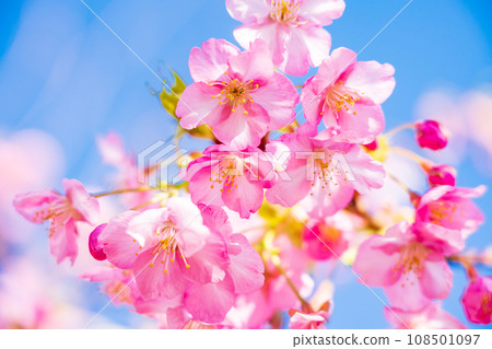 Kawazu cherry tree full bloom Kawazu cherry tree full bloom 108501097