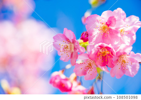 Kawazu cherry tree full bloom Kawazu cherry tree full bloom 108501098