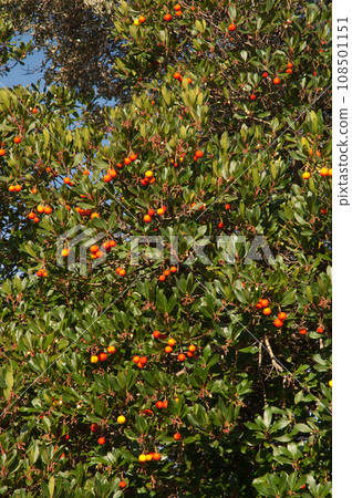 Strawberry tree with berries. Strawberry tree with berries. 108501151