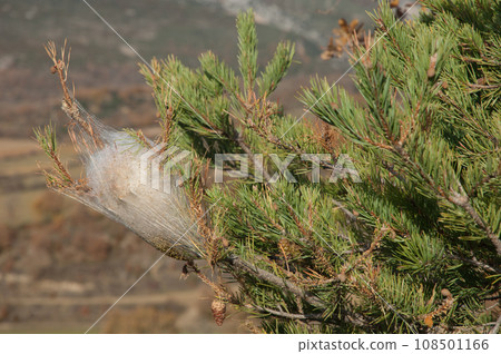 Tent of the pine processionary. 108501166