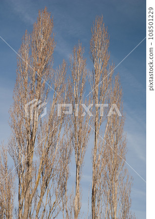 Poplars. Poplars. 108501229