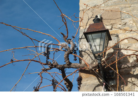Street lamp and common grape vine. Street lamp and common grape vine. 108501341