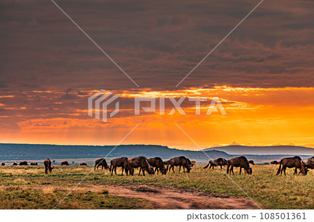 Kenyan Landscape Sunset Sunrise Sundowner Wildlife animals savannah grassland wilderness hill shrubs great rift valley maasai mara national game reserve narok county kenya east africa Kenyan Landscape Sunset Sunrise Sundowner Wildlife animals savannah grassland wilderness hill shrubs great rift valley maasai mara national game reserve narok county kenya east africa 108501361