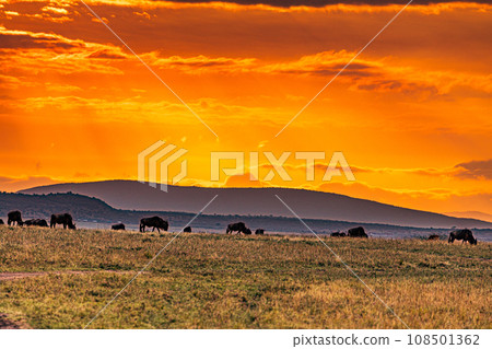 Kenyan Landscape Sunset Sunrise Sundowner Wildlife animals savannah grassland wilderness hill shrubs great rift valley maasai mara national game reserve narok county kenya east africa Kenyan Landscape Sunset Sunrise Sundowner Wildlife animals savannah grassland wilderness hill shrubs great rift valley maasai mara national game reserve narok county kenya east africa 108501362