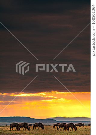 Kenyan Landscape Sunset Sunrise Sundowner Wildlife animals savannah grassland wilderness hill shrubs great rift valley maasai mara national game reserve narok county kenya east africa 108501364