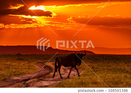 Kenyan Landscape Sunset Sunrise Sundowner Wildlife animals savannah grassland wilderness hill shrubs great rift valley maasai mara national game reserve narok county kenya east africa Kenyan Landscape Sunset Sunrise Sundowner Wildlife animals savannah grassland wilderness hill shrubs great rift valley maasai mara national game reserve narok county kenya east africa 108501386