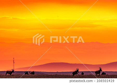 Kenyan Landscape Sunset Sunrise Sundowner Wildlife animals savannah grassland wilderness hill shrubs great rift valley maasai mara national game reserve narok county kenya east africa Kenyan Landscape Sunset Sunrise Sundowner Wildlife animals savannah grassland wilderness hill shrubs great rift valley maasai mara national game reserve narok county kenya east africa 108501419