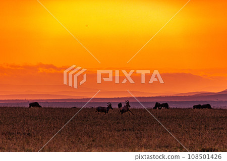 Kenyan Landscape Sunset Sunrise Sundowner Wildlife animals savannah grassland wilderness hill shrubs great rift valley maasai mara national game reserve narok county kenya east africa Kenyan Landscape Sunset Sunrise Sundowner Wildlife animals savannah grassland wilderness hill shrubs great rift valley maasai mara national game reserve narok county kenya east africa 108501426