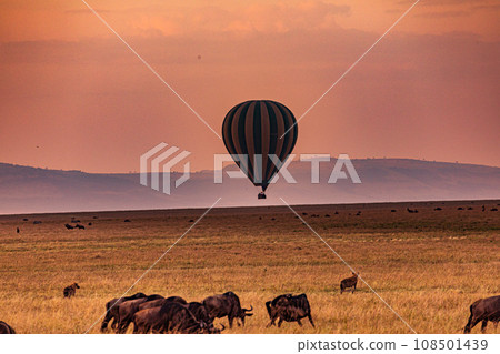 Kenyan Landscape Sunset Sunrise Sundowner Wildlife animals savannah grassland wilderness hill shrubs great rift valley maasai mara national game reserve narok county kenya east africa 108501439