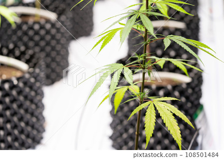 A few yellow leaves of Cannabis Plants in planting dome which indicate lacking of nutrients in the front of a blurry background of the others placing in planting pots covered by black plastics.. A few yellow leaves of Cannabis Plants in planting dome which indicate lacking of nutrients in the front of a blurry background of the others placing in planting pots covered by black plastics.. 108501484