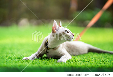 A cat is laying down on the turf artificial grass with the collar bell and orange leash on it. 108501506