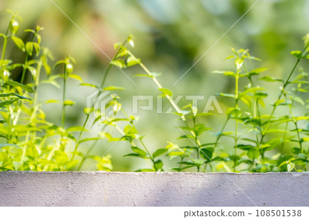 The Base of cement wall on the top side for set up product package on it with branch and leaf tree in shunshine day. 108501538