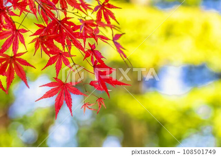 Autumn Kakunodate Samurai Residence Street, vivid maple leaves, Semboku City, Akita Prefecture Autumn Kakunodate Samurai Residence Street, vivid maple leaves, Semboku City, Akita Prefecture 108501749