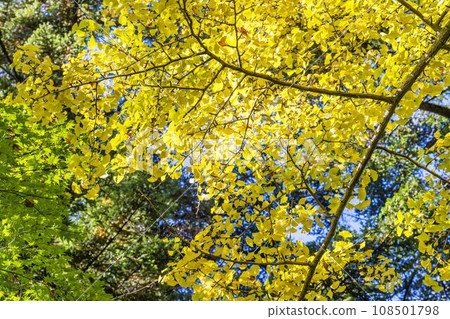 Kakunodate Samurai Residence Street in Autumn, Ginkgo biloba at Denkengun Management Office (Public Reference Room), Semboku City, Akita Prefecture 108501798