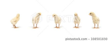 Chicken Rhode Island white in the row on white background in studio light 108501830