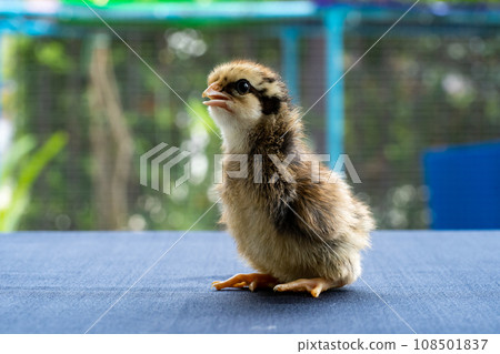 Baby Mini Wyandotte Chick on blue cloth table cover with green garden bokeh blur background. Baby Mini Wyandotte Chick on blue cloth table cover with green garden bokeh blur background. 108501837