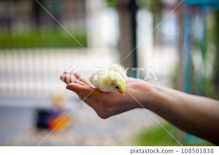 Yellow adorable chick on human man hand in outdoor light with blur background. Yellow adorable chick on human man hand in outdoor light with blur background. 108501838