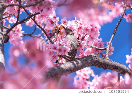 Kawazu cherry blossoms and bulbuls in full bloom 108501924