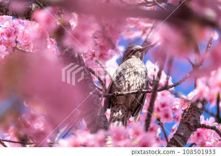 河津櫻花盛開 河津櫻花盛開 108501933