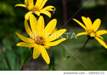 Perennial plant of Jerusalem artichoke (Asteraceae) Perennial plant of Jerusalem artichoke (Asteraceae) 108502113