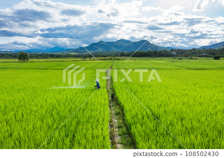 Thai farmer sprays fertilizer in a paddy rice field on a sunny day with mountain and cloudscape background. Thai farmer sprays fertilizer in a paddy rice field on a sunny day with mountain and cloudscape background. 108502430