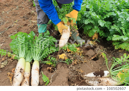 Harvest of radish Harvest of blue neck radish 108502607