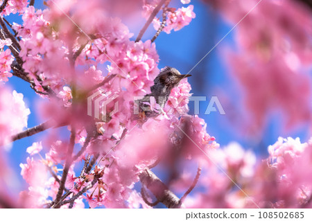 河津櫻花盛開 河津櫻花盛開 108502685