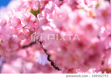 河津櫻花盛開 河津櫻花盛開 108502753