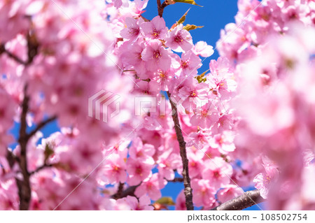 河津櫻花盛開 108502754