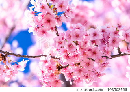 河津櫻花盛開 108502766