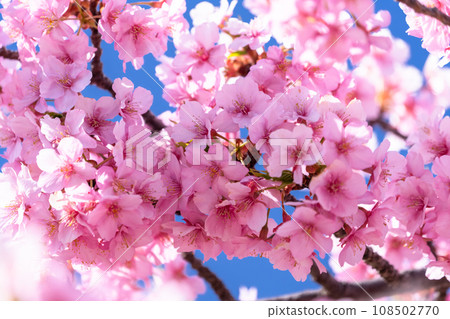 河津櫻花盛開 108502770