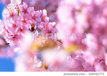 河津櫻花盛開 108502771