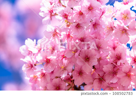 河津櫻花盛開 108502783