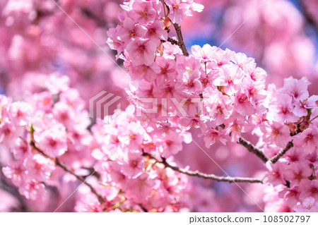 河津櫻花盛開 108502797