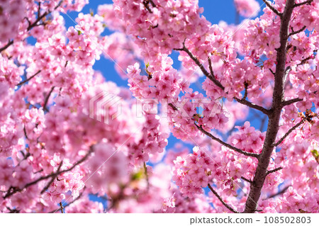 Kawazu cherry blossoms in full bloom 108502803