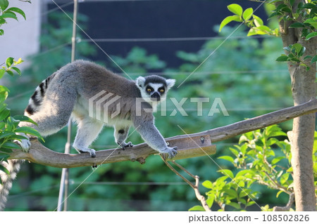 環尾狐猴動物園行為展瀕臨滅絕 108502826