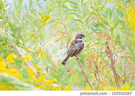 鈴木棲息在成田淡路莊 鈴木棲息在成田淡路莊 108502887