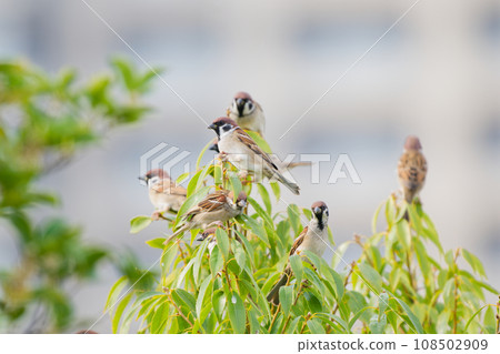 Sparrow perching on a tree branch Sparrow perching on a tree branch 108502909