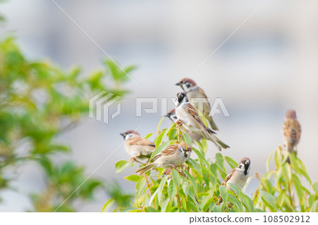 麻雀棲息在樹枝上 108502912