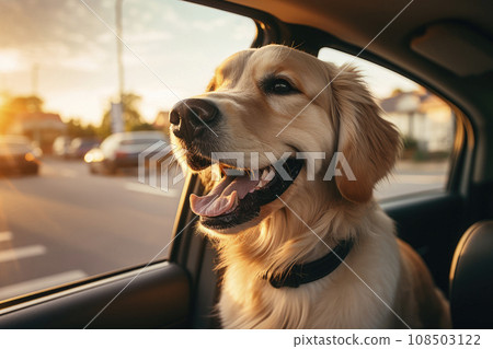 A happy dog traveling in the car A happy dog traveling in the car 108503122
