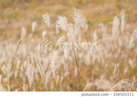 [Nagano Prefecture] View of the great plain of pampas grass and Venus Line 108503311