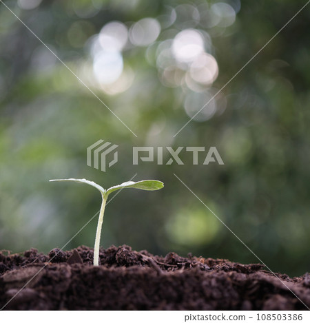 Small growing young tree sprout 108503386